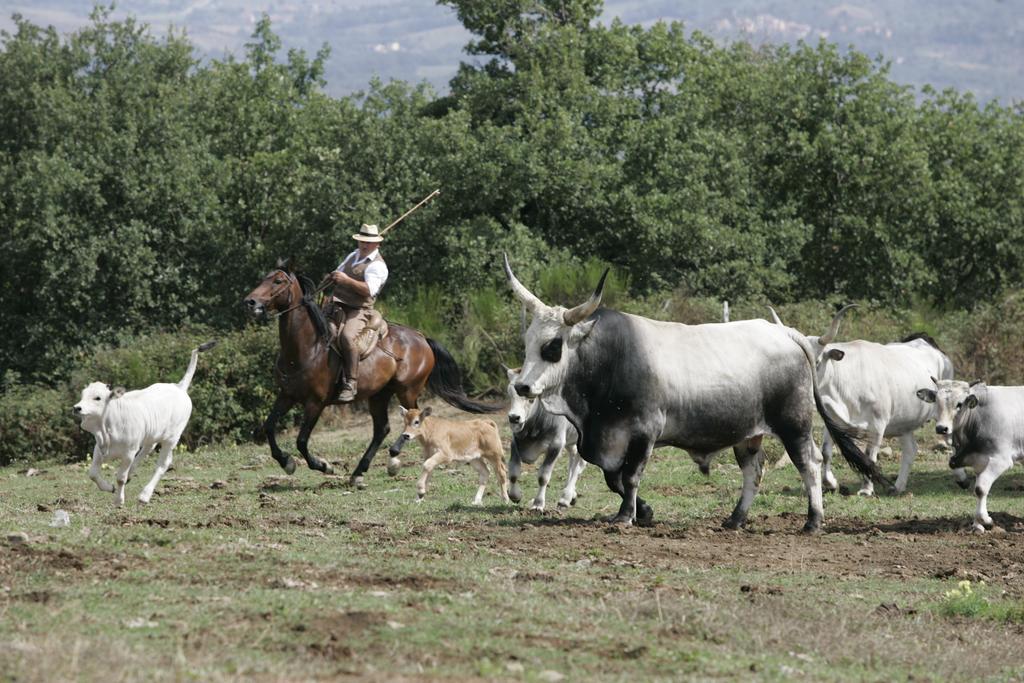 Agriturismo La Forra Cavriglia Luaran gambar